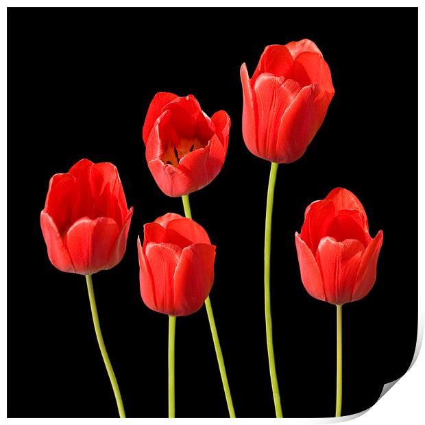 Red Tulips Black Background Wall Art Print by Natalie Kinnear