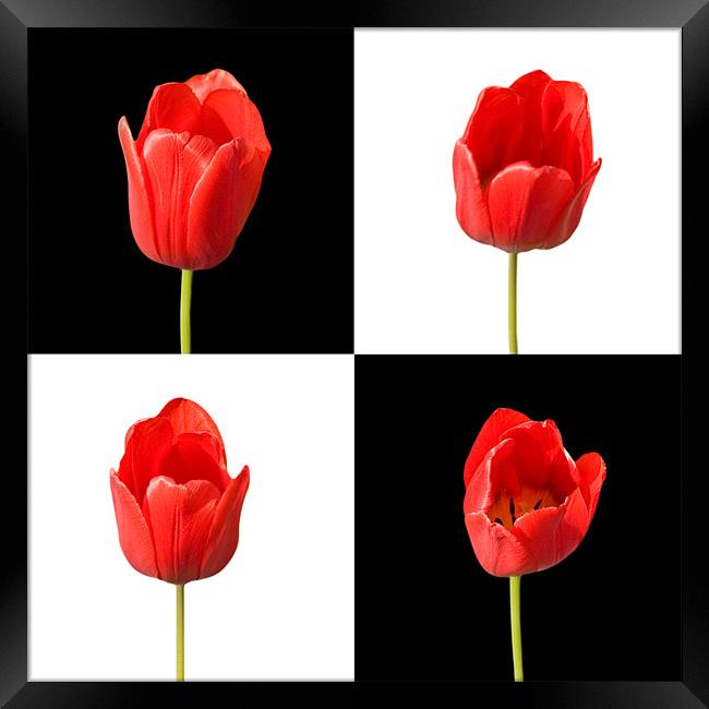 Red Tulips Black White Background Framed Print by Natalie Kinnear