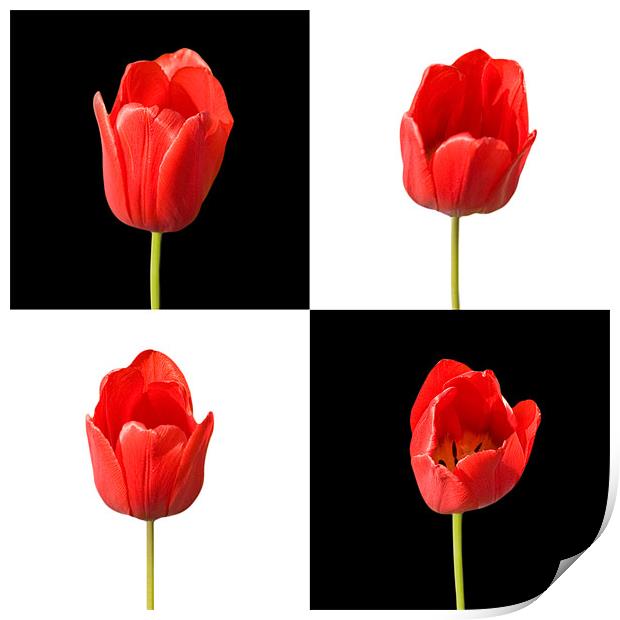 Red Tulips Black White Background Print by Natalie Kinnear