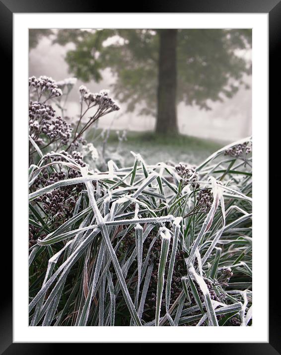 Frosted Grass Framed Mounted Print by Brian Sharland