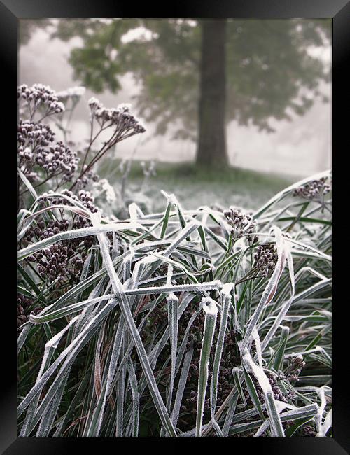 Frosted Grass Framed Print by Brian Sharland