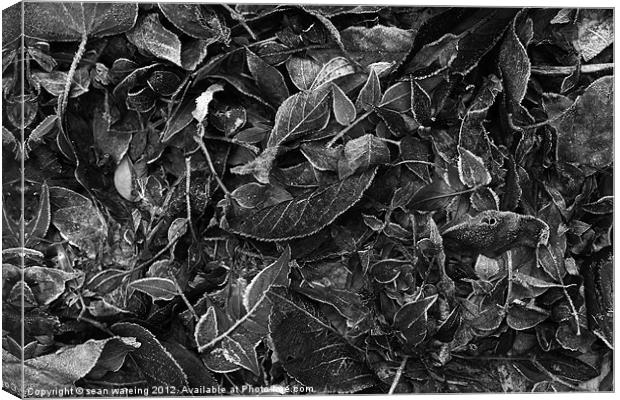 Frosty leaves Canvas Print by Sean Wareing