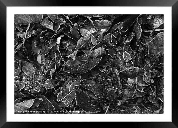 Frosty leaves Framed Mounted Print by Sean Wareing