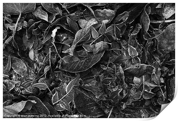 Frosty leaves Print by Sean Wareing