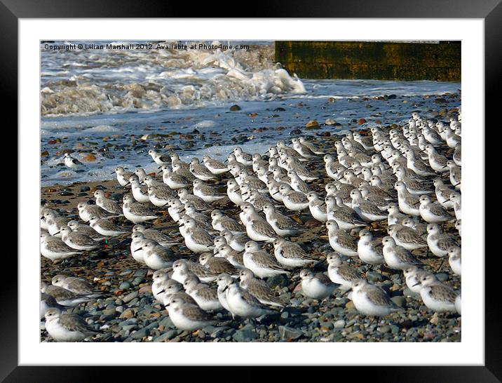 Sanderlings at Rossal Point Framed Mounted Print by Lilian Marshall
