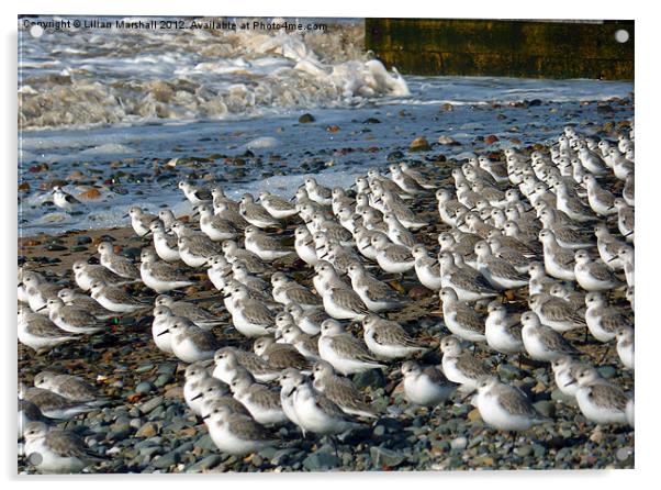 Sanderlings at Rossal Point Acrylic by Lilian Marshall