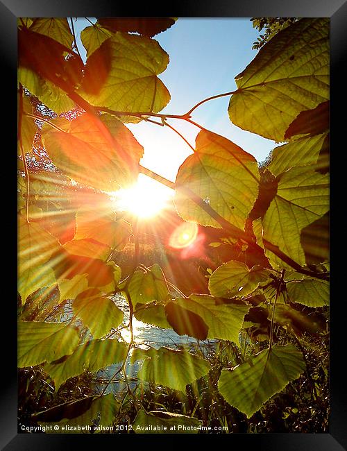 Sun Through Leaves Framed Print by Elizabeth Wilson-Stephen