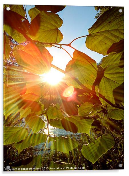 Sun Through Leaves Acrylic by Elizabeth Wilson-Stephen