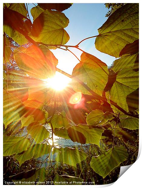 Sun Through Leaves Print by Elizabeth Wilson-Stephen