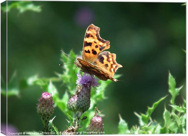 Comma Butterfly on a Thistle Canvas Print by michelle whitebrook