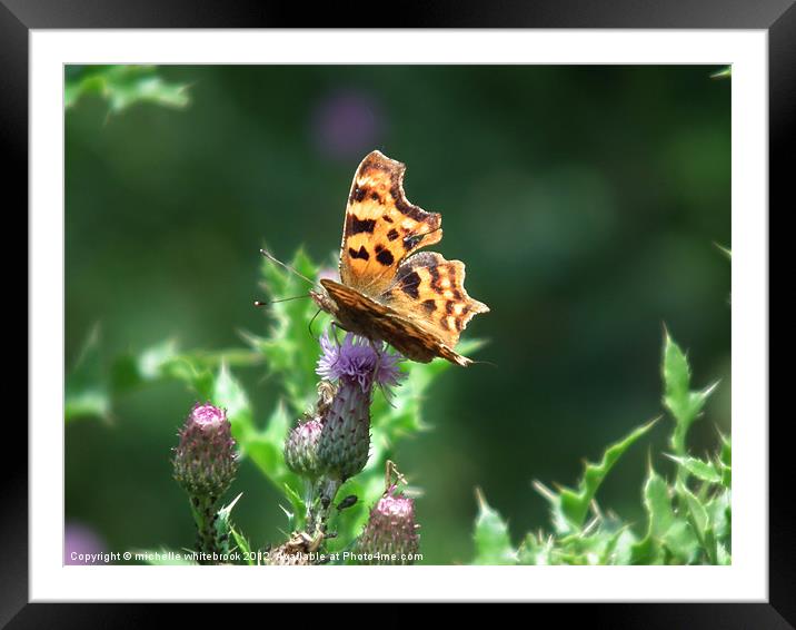 Comma Butterfly on a Thistle Framed Mounted Print by michelle whitebrook