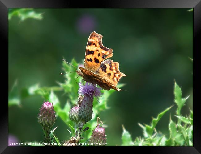 Comma Butterfly on a Thistle Framed Print by michelle whitebrook