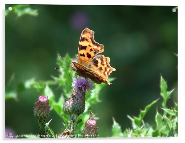 Comma Butterfly on a Thistle Acrylic by michelle whitebrook