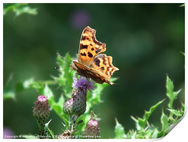 Comma Butterfly on a Thistle Print by michelle whitebrook