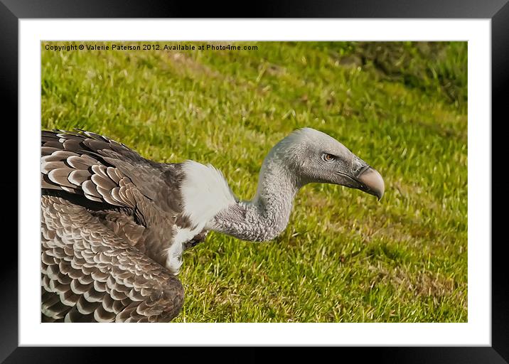 Griffon Vulture Head Framed Mounted Print by Valerie Paterson