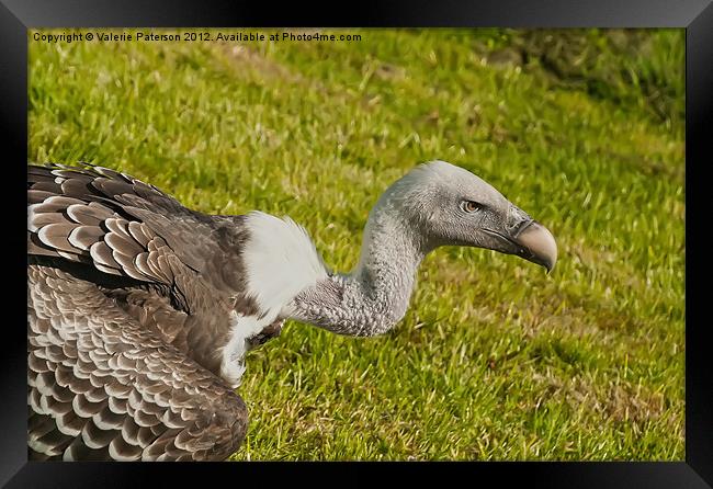 Griffon Vulture Head Framed Print by Valerie Paterson