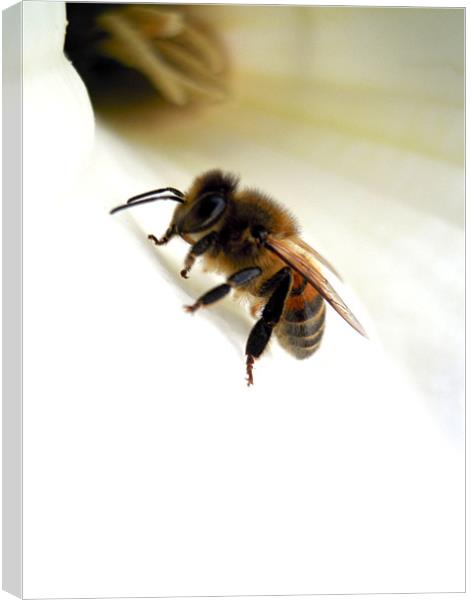 lily and the bee Canvas Print by Heather Newton