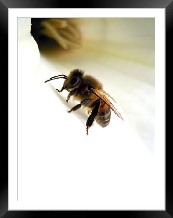 lily and the bee Framed Mounted Print by Heather Newton