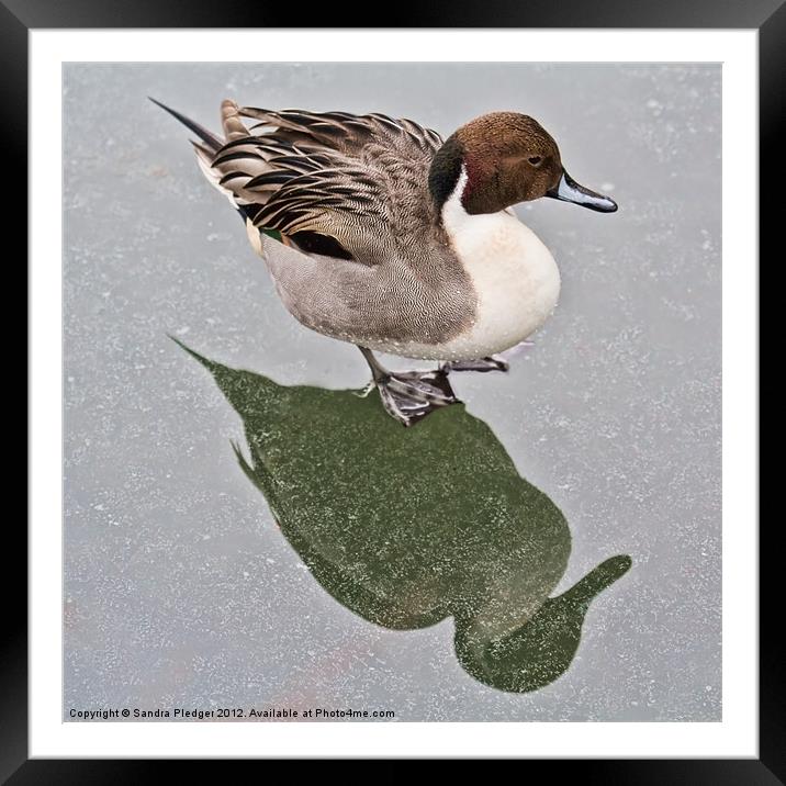 Standing on ice....Male pintail Framed Mounted Print by Sandra Pledger