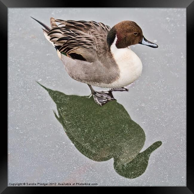 Standing on ice....Male pintail Framed Print by Sandra Pledger