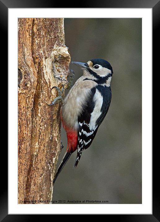 Great Spotted Woodpecker Framed Mounted Print by David Pringle