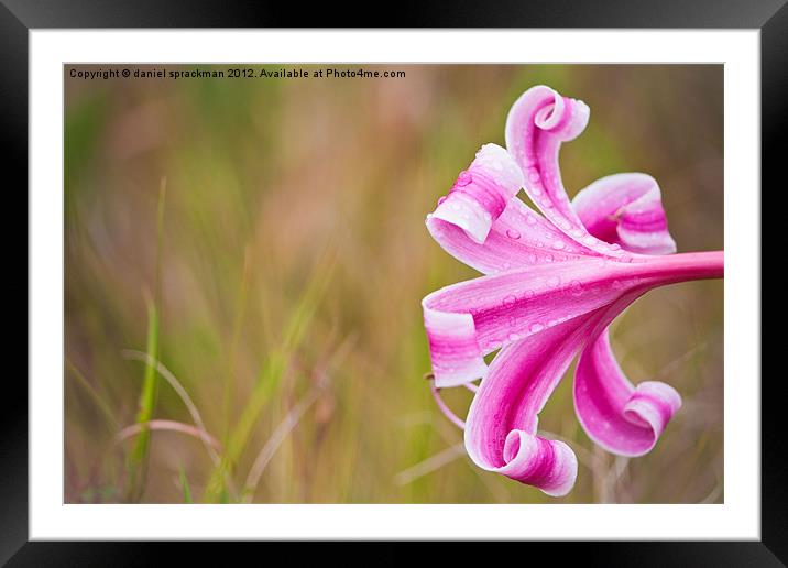african lilly Framed Mounted Print by daniel sprackman