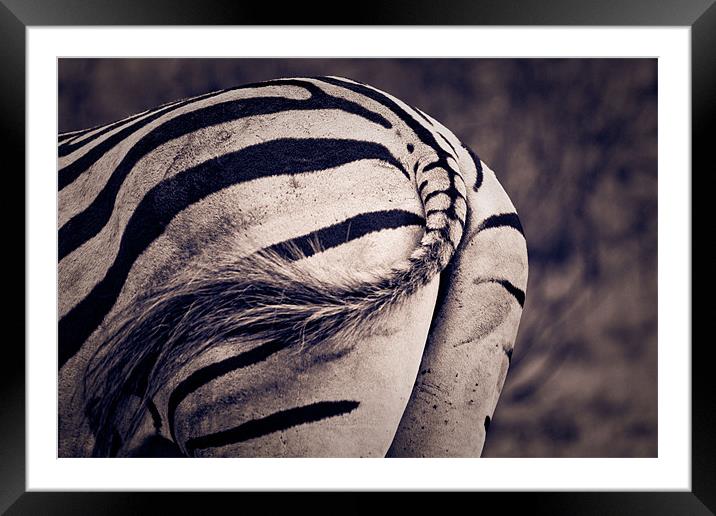 Zebra bum Framed Mounted Print by daniel sprackman