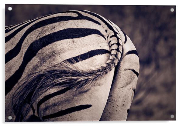 Zebra bum Acrylic by daniel sprackman