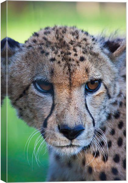 female cheetah Canvas Print by daniel sprackman