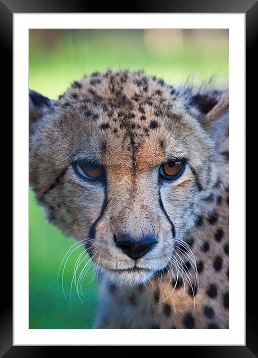 female cheetah Framed Mounted Print by daniel sprackman