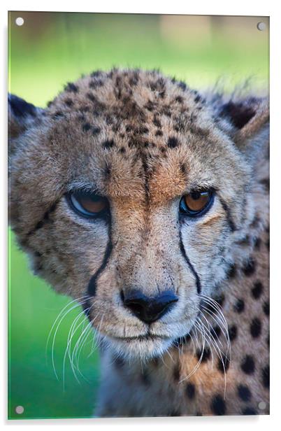 female cheetah Acrylic by daniel sprackman