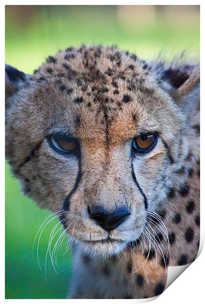 female cheetah Print by daniel sprackman