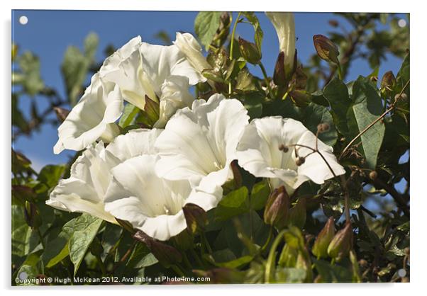 Plant, Wild flower, Hedge bind weed, White Flowers Acrylic by Hugh McKean