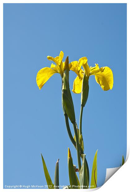 Plant, Wild flower, Yellow Flag , Iris pseudacorus Print by Hugh McKean