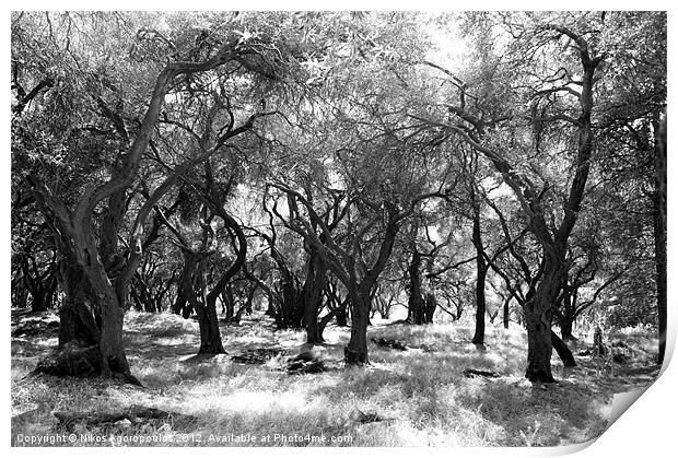 Agelong olive grove Print by Alfani Photography