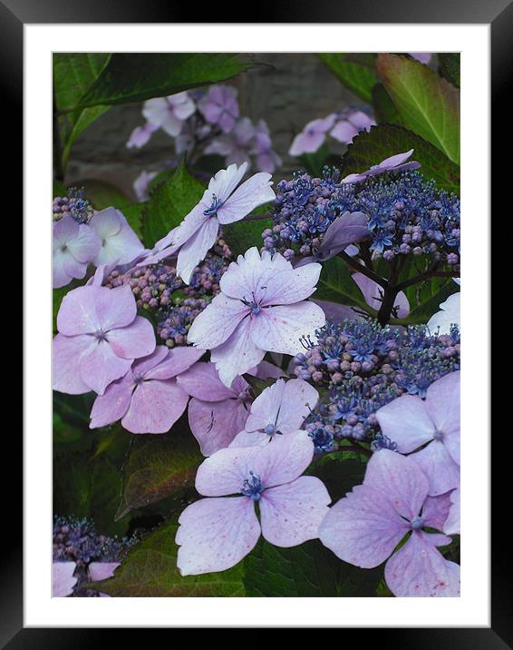 Sweet Purple Paradise! Framed Mounted Print by Eleanor McCabe