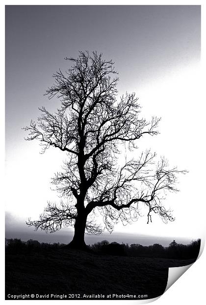 Tree Skeleton Print by David Pringle