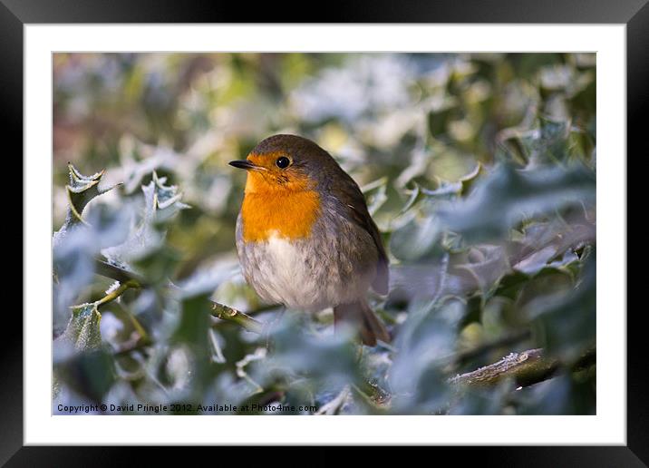 Robin In Holly Framed Mounted Print by David Pringle