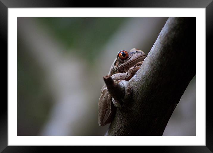 frog eye Framed Mounted Print by daniel sprackman