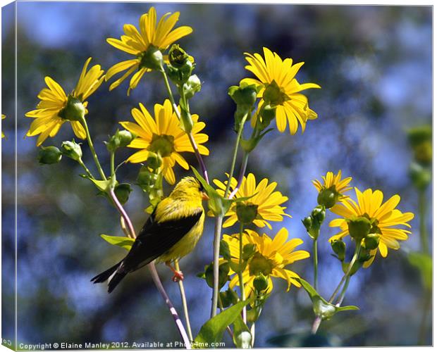 American Goldfinch on Wild flowers  Canvas Print by Elaine Manley