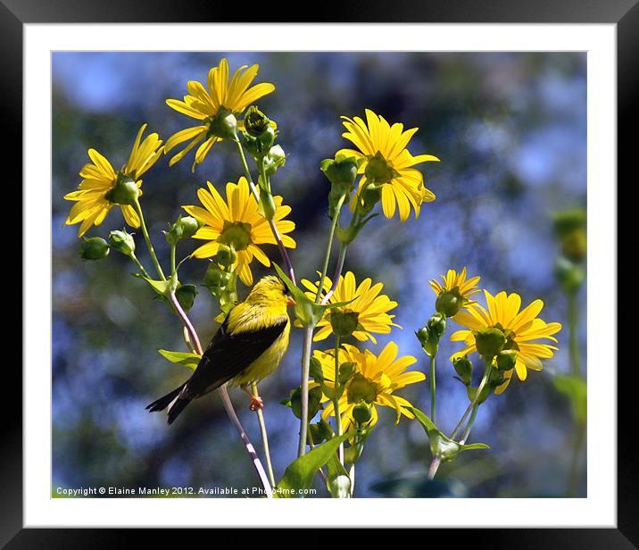 American Goldfinch on Wild flowers  Framed Mounted Print by Elaine Manley