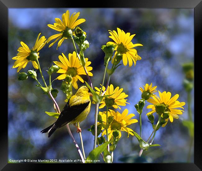 American Goldfinch on Wild flowers  Framed Print by Elaine Manley