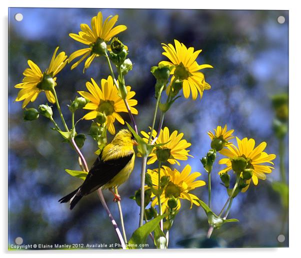 American Goldfinch on Wild flowers  Acrylic by Elaine Manley