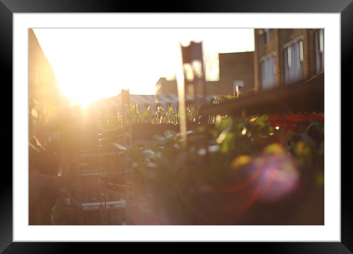 SUN THROUGH PLANTS ON COLUMBIA RD Framed Mounted Print by Gsus Lopez