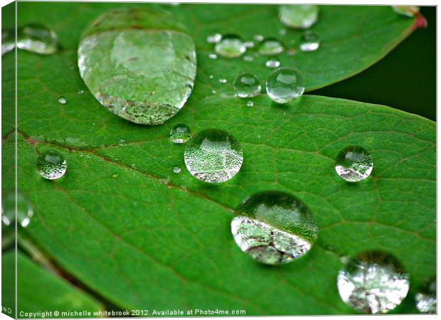 Dew drops on a leaf Canvas Print by michelle whitebrook