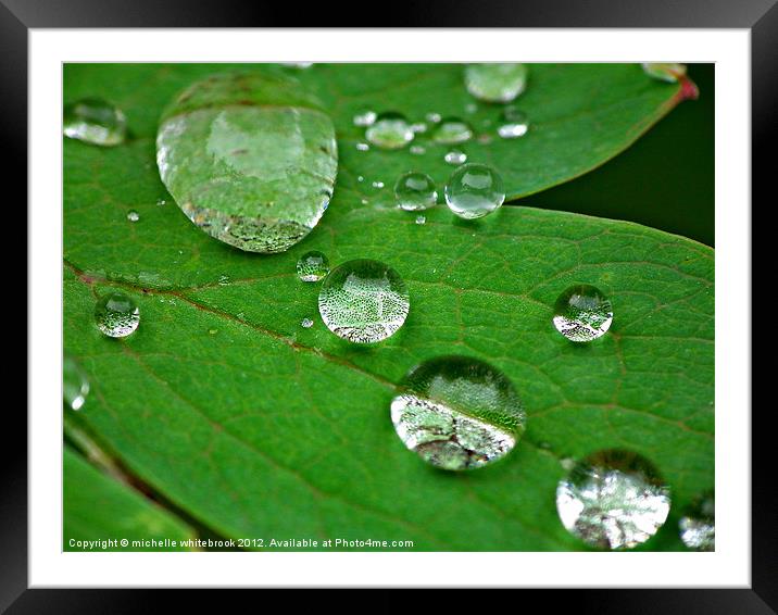 Dew drops on a leaf Framed Mounted Print by michelle whitebrook