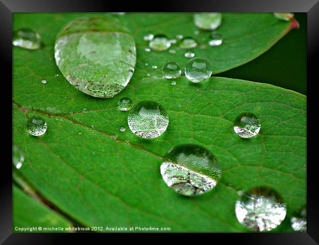 Dew drops on a leaf Framed Print by michelle whitebrook