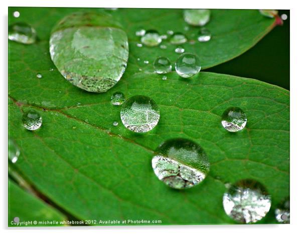 Dew drops on a leaf Acrylic by michelle whitebrook