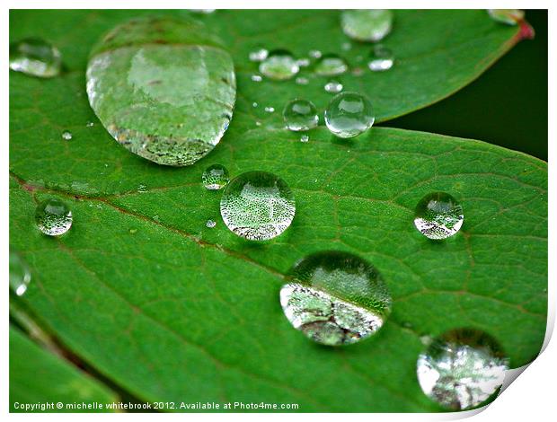 Dew drops on a leaf Print by michelle whitebrook