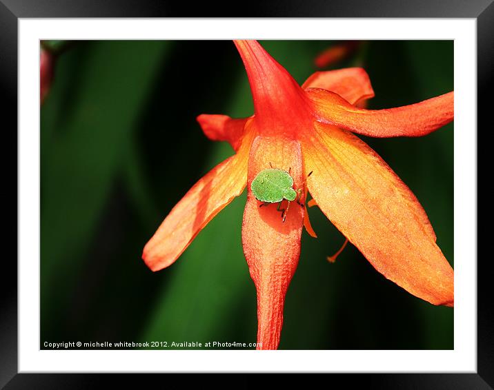 Shield bug on a flower Framed Mounted Print by michelle whitebrook